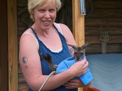 Wallaby baby