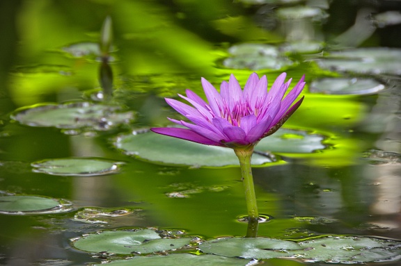 Purple water lily and green reflections