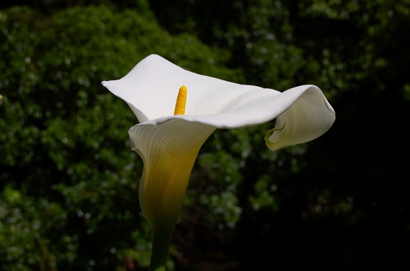 White calla lily