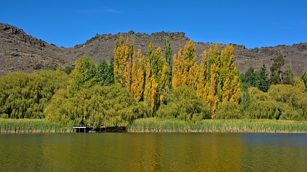 Yellow poplars at Butchers Dam