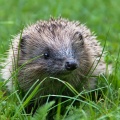 Cute little hedgehog