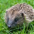 Young spiky hedgehog
