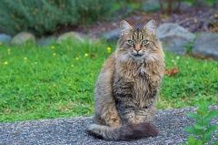 Grey tabby cat
