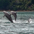 Breaching dolphins