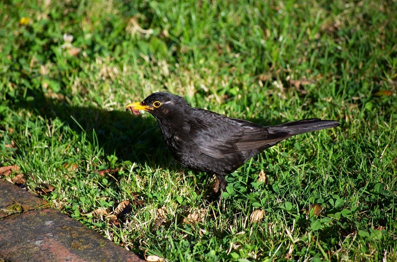 Adult blackbird