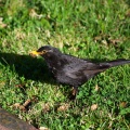 Adult blackbird