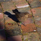 Young blackbird on brick footpath