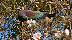Wood Pigeon eating magnolia flowers