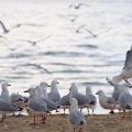 Sea gulls colony