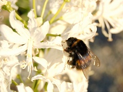 Bumblebee on white flowers