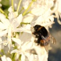 Bumblebee on white flowers