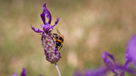 Bumblebee on a purple lavender flower