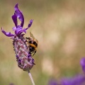 Bumblebee on a purple lavender flower
