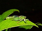 Cicada on a green leaf