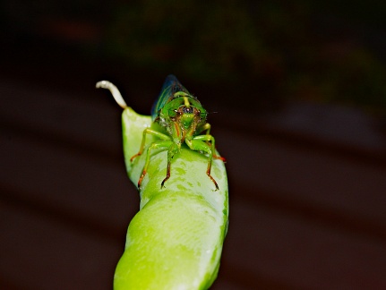 Close-up of cicada head