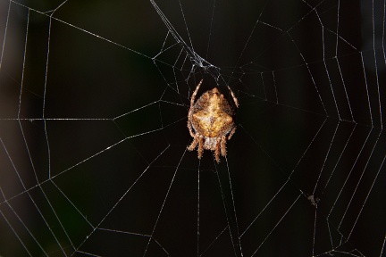 Garden orbweb spider