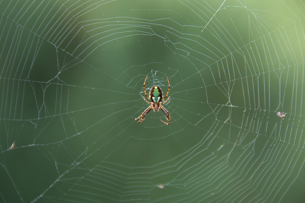 Brown and green orbweb spider
