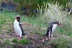 Two Yellow-eyed Penguins