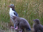 Yellow-eyed Penguin and two chicks
