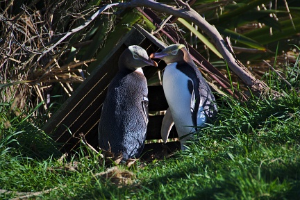 Two yellow-eyed penguins at home
