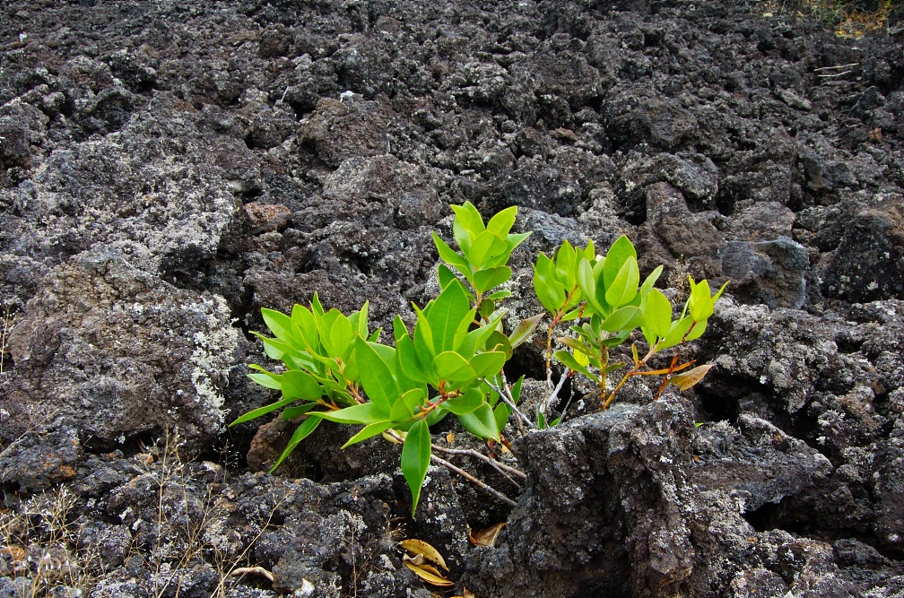 Green plant and black lava