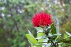Pōhutukawa flower