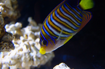 Coloured sea-fish