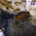 Small crayfish