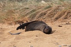 Seal resting on the beach