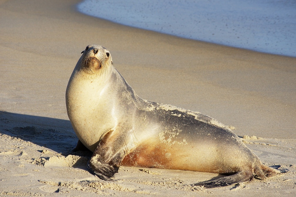 Young sea-lion posing