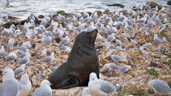 Fur seal and sea gulls