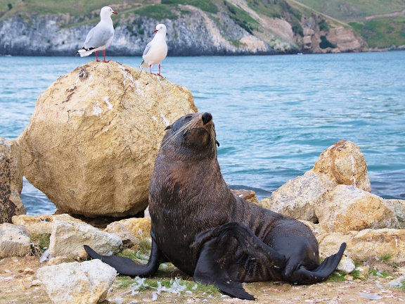 Fur seal and two sea gulls