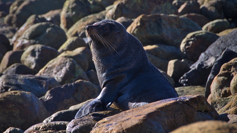Young New Zealand Fur Seal basking in the sun