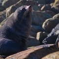 Young New Zealand Fur Seal on the boulders