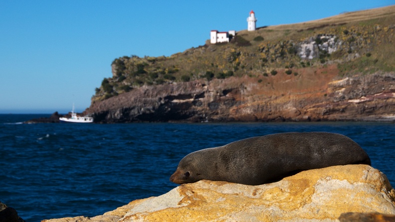Fur Seal basking in the sun