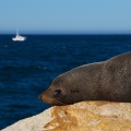 Head of NZ Fur Seal