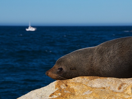 Head of NZ Fur Seal