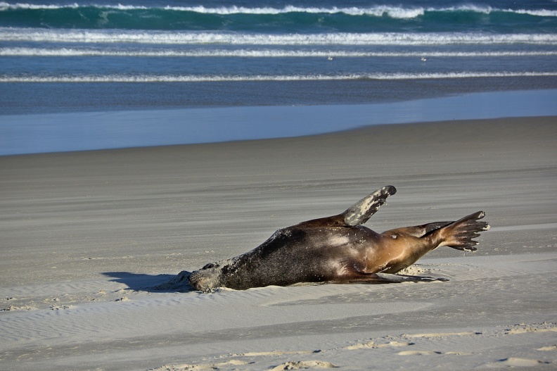 Seal stretching in the sun