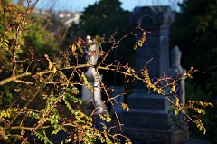 Rose bush and graves