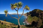 Cabbage tree and Otago coastline