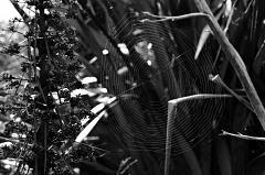 Spider webs between Spanish Speargrass and Flax