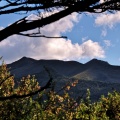 Silver Peaks skyline through manuka bush