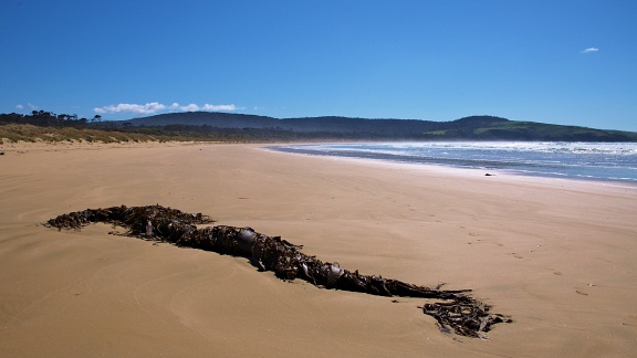 Sweeping view of Tautuku Beach