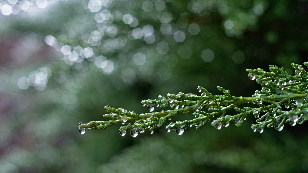 Young shoot of macrocarpa hedge covered with raindrops