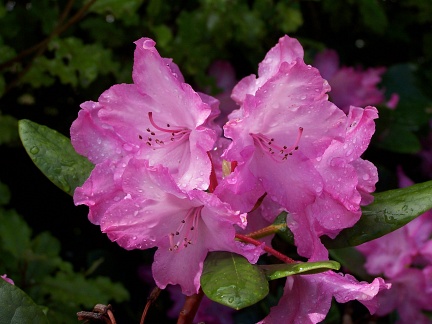 Hot pink rhododendron