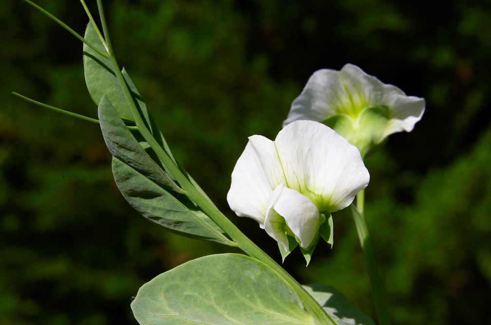 White pea flower