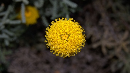Gray Santolina flower