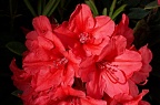 Bright red rhododendron