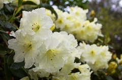 Lemony yellow rhododendron