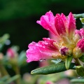 Hot pink rhododendron blossoms with raindrops